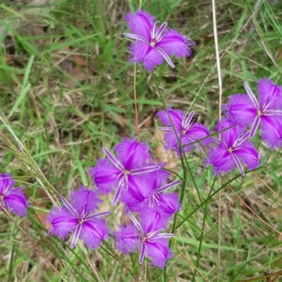 Thysanotus tuberosus (Common Fringe-lily) at Bargo, NSW - 15 Nov 2022 by Snows