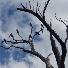 Zanda funerea (Yellow-tailed Black-Cockatoo) at Bargo, NSW - 12 Nov 2022 by Snows
