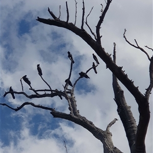 Zanda funerea (Yellow-tailed Black-Cockatoo) at Bargo, NSW - 12 Nov 2022 by Snows