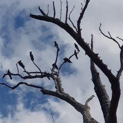Zanda funerea (Yellow-tailed Black-Cockatoo) at Bargo, NSW - 12 Nov 2022 by Snows