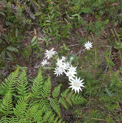 Actinotus helianthi (Flannel Flower) at Bargo, NSW - 11 Nov 2022 by Snows