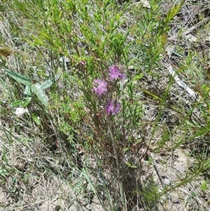 Melaleuca thymifolia (Thyme Honey-myrtle) at Bargo, NSW - 10 Nov 2022 by Snows