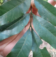 Didymocheton fraserianus (rosewood, rose mahogany) at Pappinbarra, NSW - 24 Jun 2025 by jonvanbeest