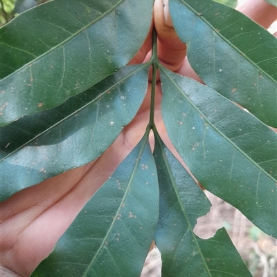 Didymocheton fraserianus (rosewood, rose mahogany) at Pappinbarra, NSW - 24 Jun 2025 by jonvanbeest