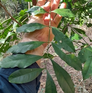 Didymocheton fraserianus at Pappinbarra, NSW - suppressed
