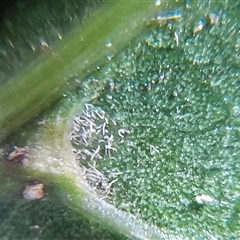 Didymocheton fraserianus at Pappinbarra, NSW - suppressed