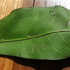 Didymocheton fraserianus at Pappinbarra, NSW - suppressed