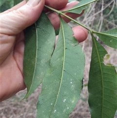 Didymocheton fraserianus at Pappinbarra, NSW - suppressed