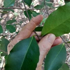 Elaeodendron australe var. australe at Pappinbarra, NSW - 24 Jun 2025 04:33 PM
