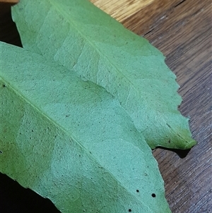 Elaeodendron australe var. australe at Pappinbarra, NSW - 24 Jun 2025 04:33 PM