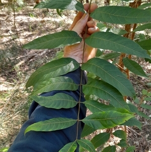 Toona ciliata (Red Cedar) at Pappinbarra, NSW - Today by jonvanbeest