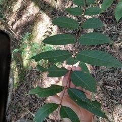 Toona ciliata at Pappinbarra, NSW - 24 Jun 2025 04:06 PM