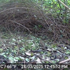Zoothera heinei (Russet-tailed Thrush) at Caparra, NSW - 28 Mar 2025 by maznee