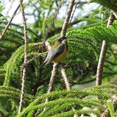 Acanthorhynchus tenuirostris (Eastern Spinebill) at Caparra, NSW - 25 May 2025 by maznee