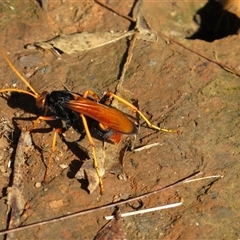 Unverified Wasp (Hymenoptera, Apocrita) at Caparra, NSW - 16 Feb 2025 by maznee