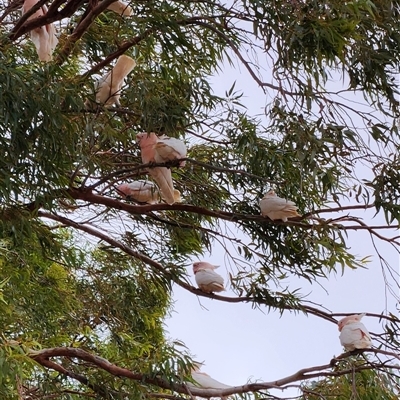 Lophochroa leadbeateri leadbeateri (Pink Cockatoo) at Kingoonya, SA - 24 Jun 2025 by Tawny4