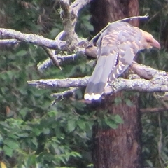 Scythrops novaehollandiae (Channel-billed Cuckoo) at Caparra, NSW - 4 Feb 2025 by maznee