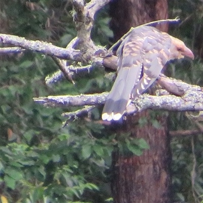 Scythrops novaehollandiae (Channel-billed Cuckoo) at Caparra, NSW - 4 Feb 2025 by maznee