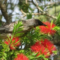 Anthochaera carunculata (Red Wattlebird) at Caparra, NSW - 25 May 2025 by maznee