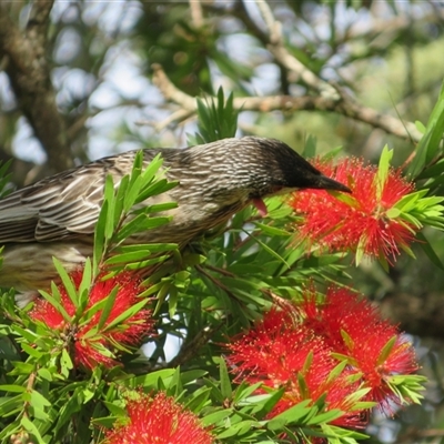 Anthochaera carunculata (Red Wattlebird) at Caparra, NSW - 25 May 2025 by maznee