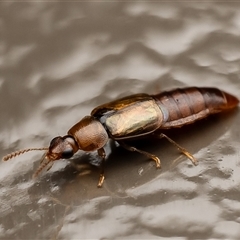 Staphylinidae (family) at Acton, ACT - 23 Jun 2025 by Roger