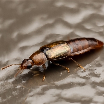 Staphylinidae (family) at Acton, ACT - 23 Jun 2025 by Roger