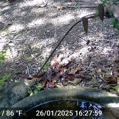 Myzomela sanguinolenta at Caparra, NSW - 27 Jan 2025 by maznee