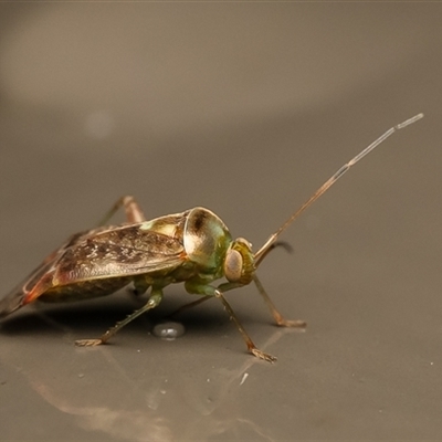 Tinginotum minutum (A mirid bug) at Acton, ACT - 23 Jun 2025 by Roger