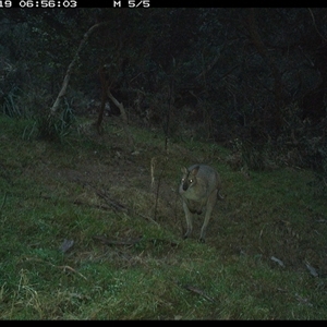 Notamacropus rufogriseus (Red-necked Wallaby) at Cells River, NSW - 20 Jun 2025 by BCTKim