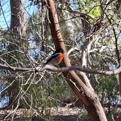 Petroica boodang (Scarlet Robin) at Mongarlowe, NSW - 20 Jun 2025 by Dron