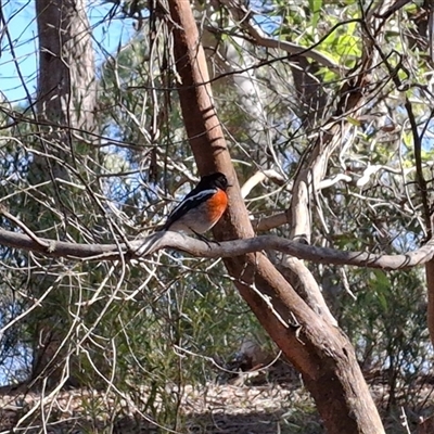 Petroica boodang (Scarlet Robin) at Mongarlowe, NSW - 20 Jun 2025 by Dron
