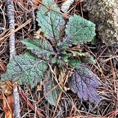 Salvia verbenaca var. verbenaca (Wild Sage) at Isaacs, ACT - Yesterday by Mike