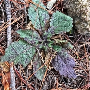 Unverified Other Wildflower or Herb at Isaacs, ACT - Yesterday by Mike