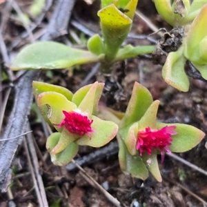 Aptenia cordifolia (Baby Sun Rose, Heartleaf Ice Plant) at Isaacs, ACT - Yesterday by Mike