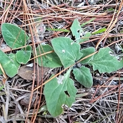 Cymbonotus sp. (preissianus or lawsonianus) (Bears Ears) at Isaacs, ACT - Yesterday by Mike