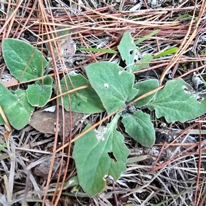Cymbonotus sp. (preissianus or lawsonianus) (Bears Ears) at Isaacs, ACT - Yesterday by Mike