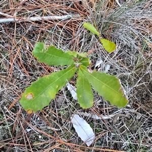 Banksia (genus) at Isaacs, ACT - Yesterday by Mike