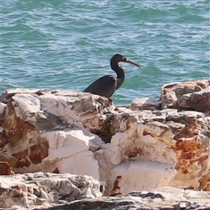 Unverified Colonial nesters (Herons, Cormorants, etc) by JimL