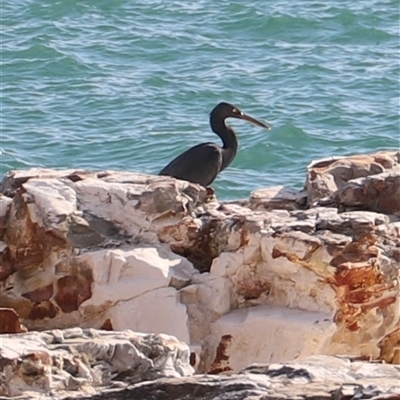 Egretta sacra (Eastern Reef Egret) at East Point, NT - 24 Jun 2025 by JimL