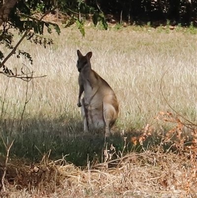 Macropus agilis (Agile Wallaby) by JimL