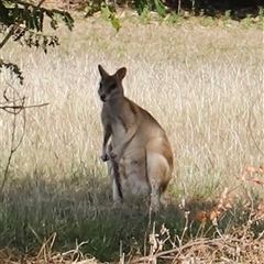 Macropus agilis at East Point, NT - suppressed