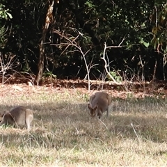 Macropus agilis at East Point, NT - suppressed