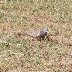 Geopelia humeralis (Bar-shouldered Dove) at East Point, NT - Yesterday by JimL