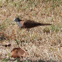 Geopelia humeralis at East Point, NT - suppressed