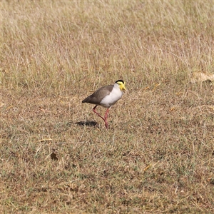 Vanellus miles (Masked Lapwing) at East Point, NT - Yesterday by JimL