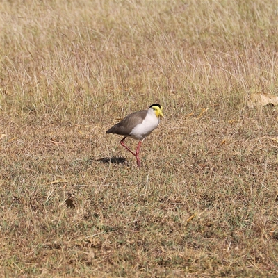 Vanellus miles (Masked Lapwing) at East Point, NT - Yesterday by JimL