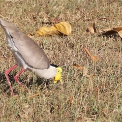 Vanellus miles at East Point, NT - suppressed