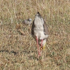 Vanellus miles at East Point, NT - suppressed
