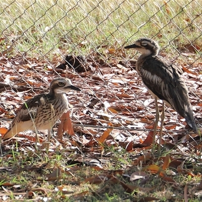 Burhinus grallarius (Bush Stone-curlew) at East Point, NT - 24 Jun 2025 by JimL