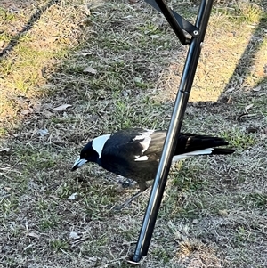 Gymnorhina tibicen (Australian Magpie) at Uriarra Village, ACT - 21 Jun 2025 by JimL